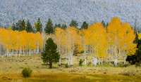 Aspens with First Snow