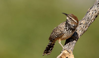 Cactus Wren