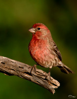 Finches