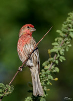 House Finch