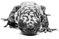 Gila Monster