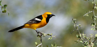 Oriole