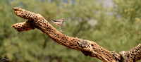 Cactus Wren