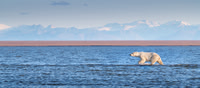 Polar Bear, ANWR