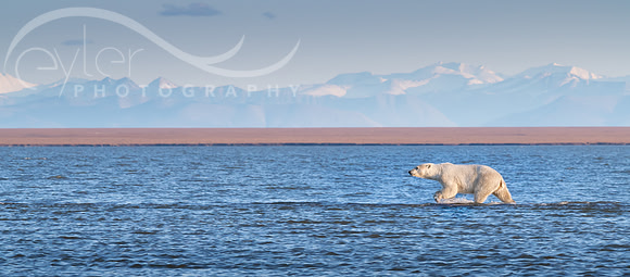 Polar Bear, ANWR