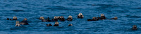 Raft of Sea Otters