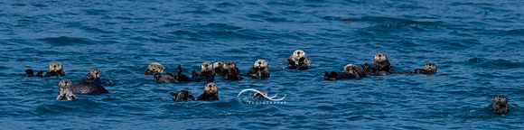 Raft of Sea Otters