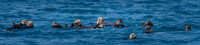 Raft of Sea Otters