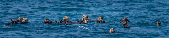 Raft of Sea Otters