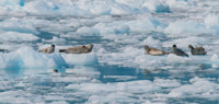 Harbor Seals