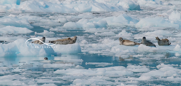Harbor Seals