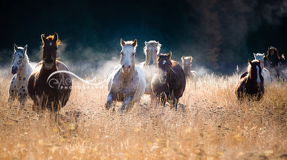 Horses Running on a Cold Day