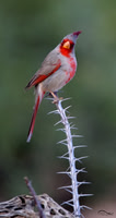 Pyrrhuloxia (male)