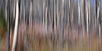 Burned Trees in Kootenay NP (vertical pan)