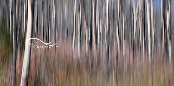 Burned Trees in Kootenay NP (vertical pan)