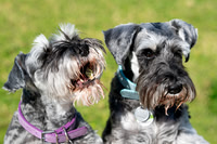 Addy and Bentley