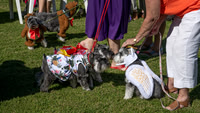 Addy, Bentley, Laci, Lexi, and Sophie