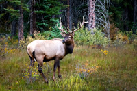 Elk (Bull)