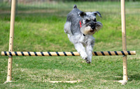 Agility Play date 11/15/25