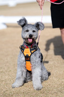 a Pumi pup