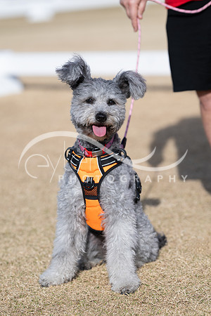 a Pumi pup