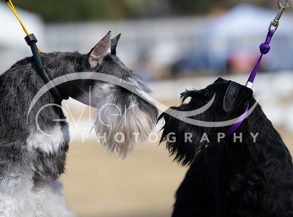 Dazzy and Trixie