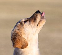 Multi-Event Dog Show January  23-25, 2026 Surprise, AZ