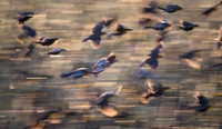Yellow Headed Blackbirds