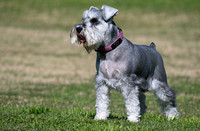 Sophie
