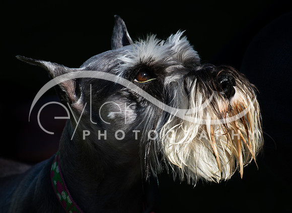 Trudy
