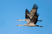 Sandhill Cranes