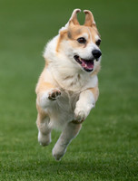 Agility 3/7/26 @ Kino Sports Complex
