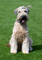 Seamus