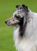 Best of Dogs