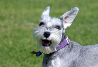 Roxy