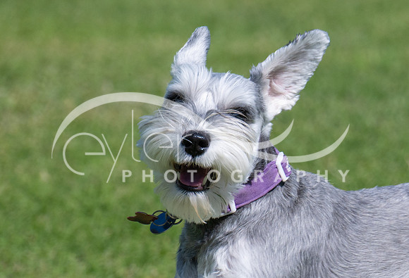 Roxy