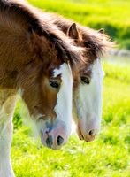 Clydesdale foals