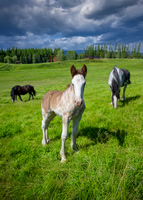 Clydesdale foal
