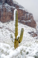 Desert Snow