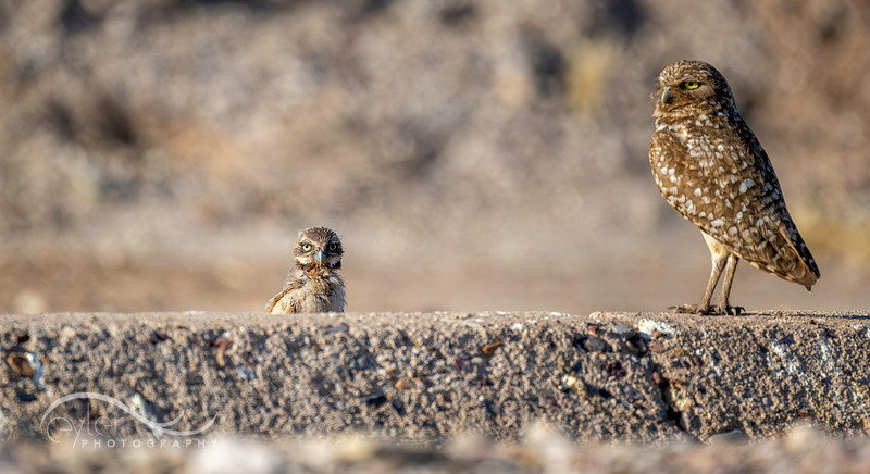 Burrowing Owl with Owlet