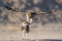 Sibling Burrowing Owlets