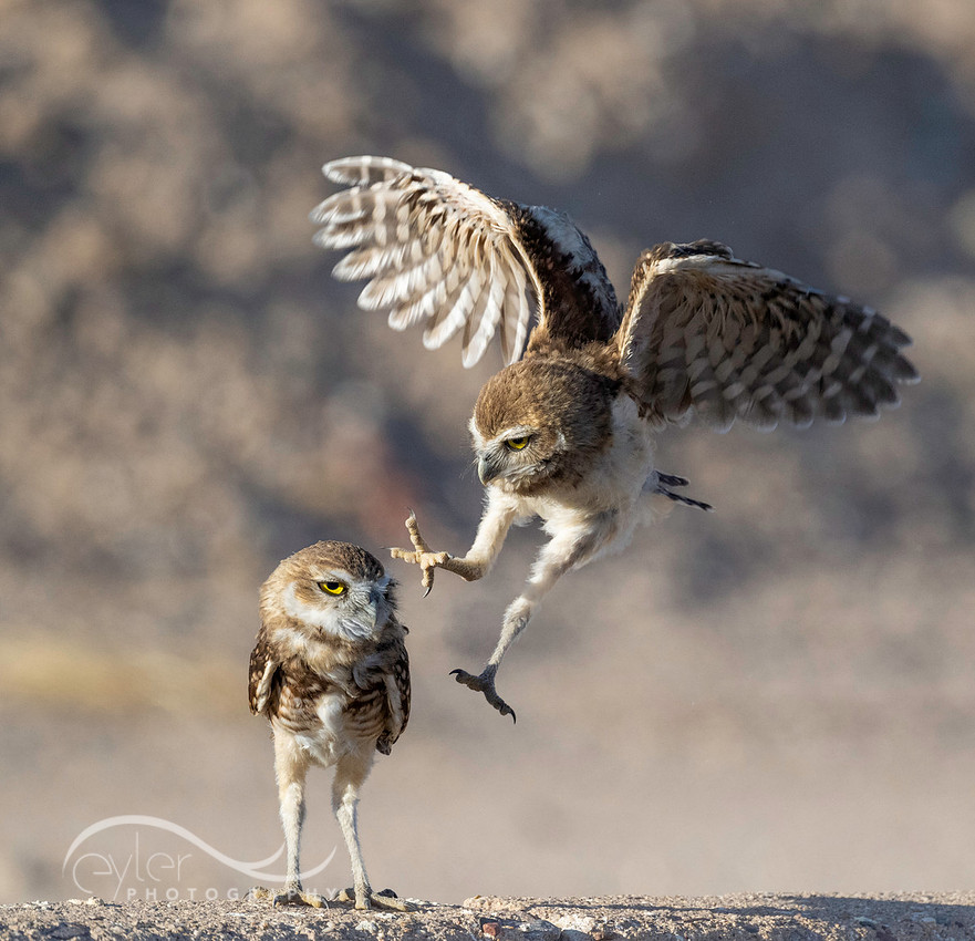 Sibling Burrowing Owlets
