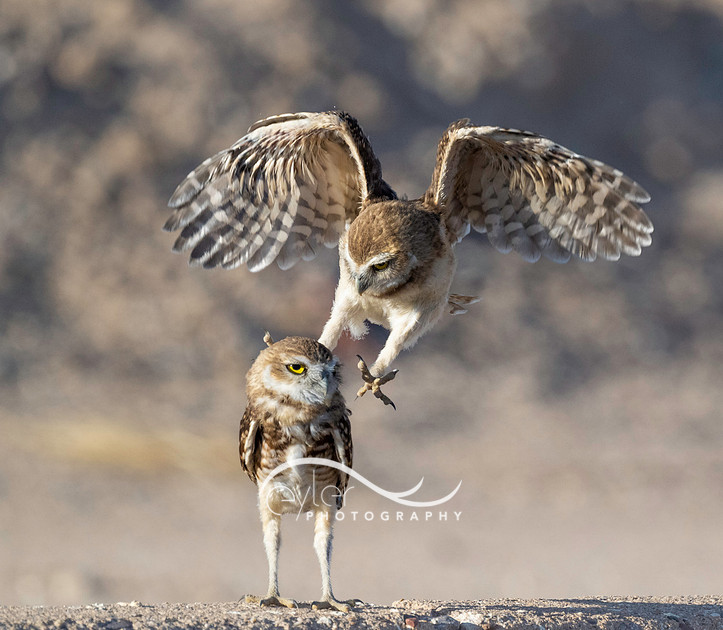 Sibling Burrowing Owlets