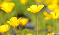 Poppies at Picacho Peak