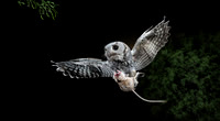 Screech Owl