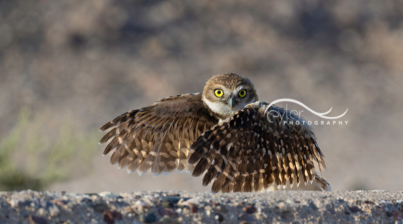 Burrowing Owlet starting to fly