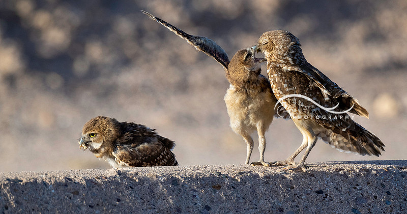 Burrowing Owl with Owlets