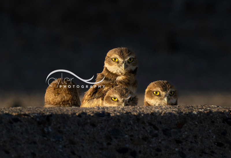 Burrowing Owlets