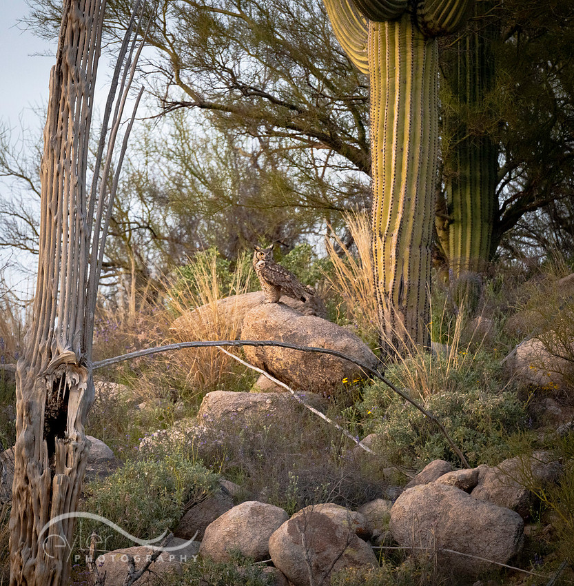Great Horned Owl