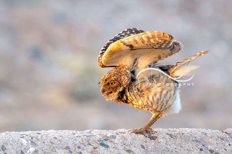 Burrowing Owl